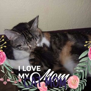 Meet your Posher, Melody